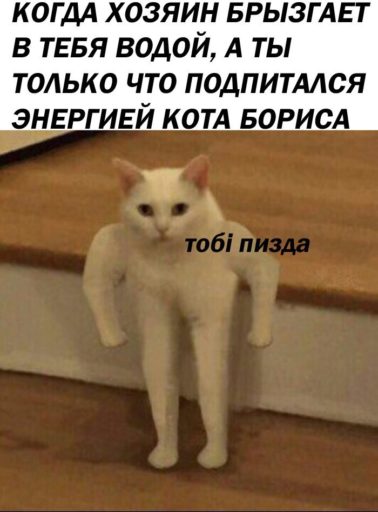 кот качок мем