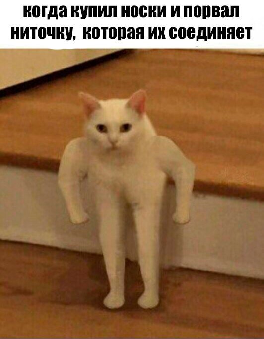 кот качок мем