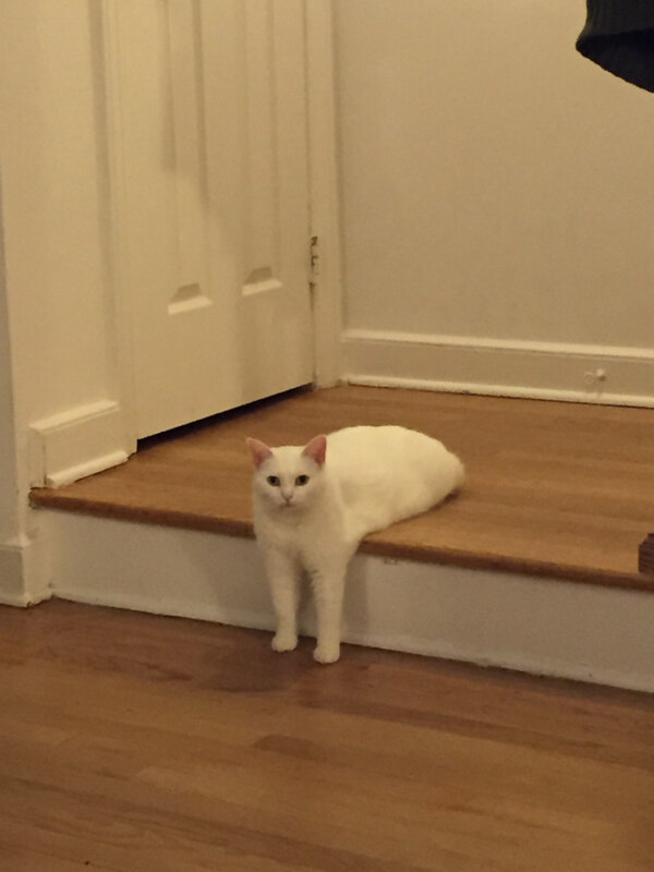 кот качок оригинал