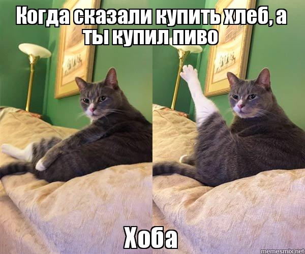 Кот Хоба кот хоба