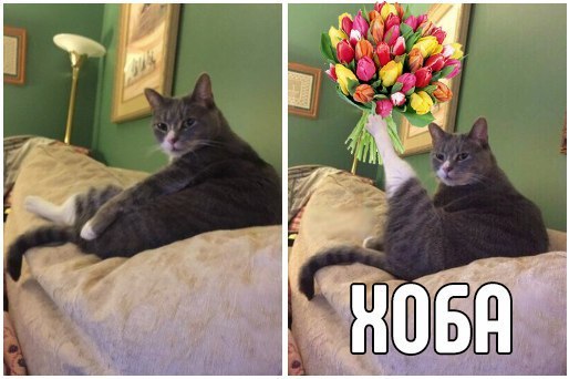 Кот Хоба кот хоба