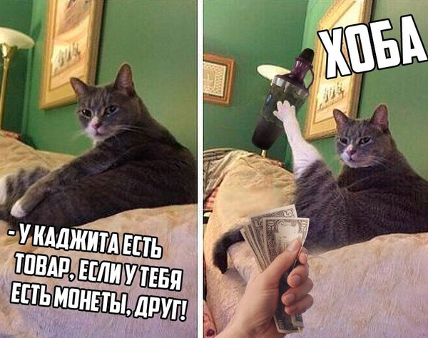 Кот Хоба кот хоба