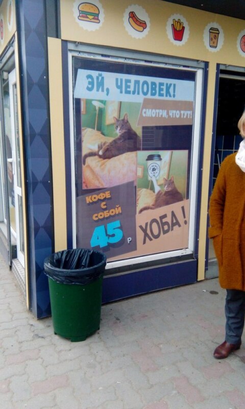 Кот Хоба кот хоба