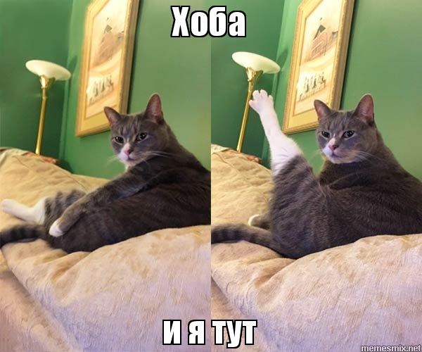 Кот Хоба кот хоба