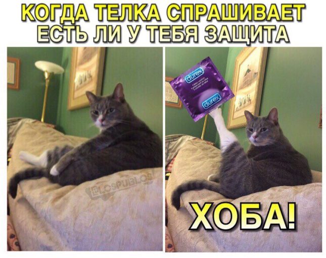 Кот Хоба кот хоба