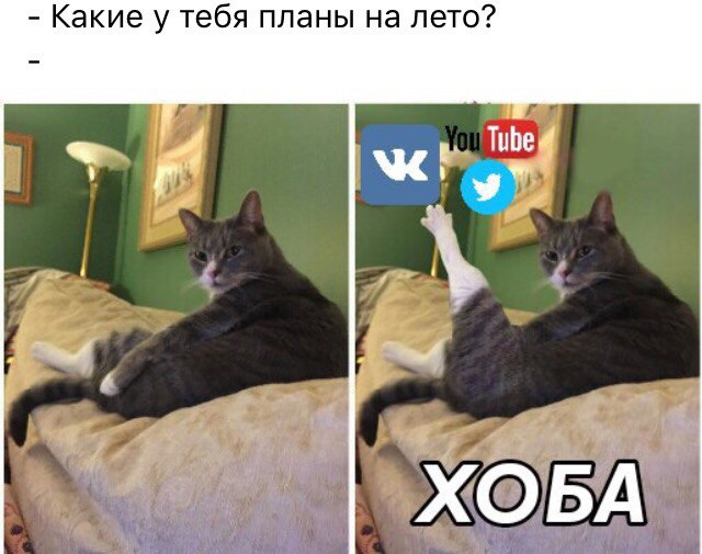Кот Хоба кот хоба