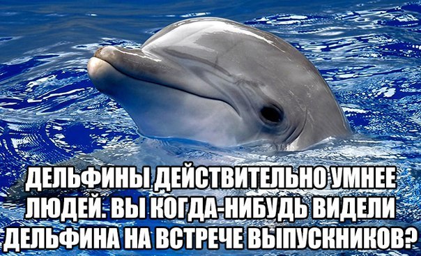 мемы про дельфинов