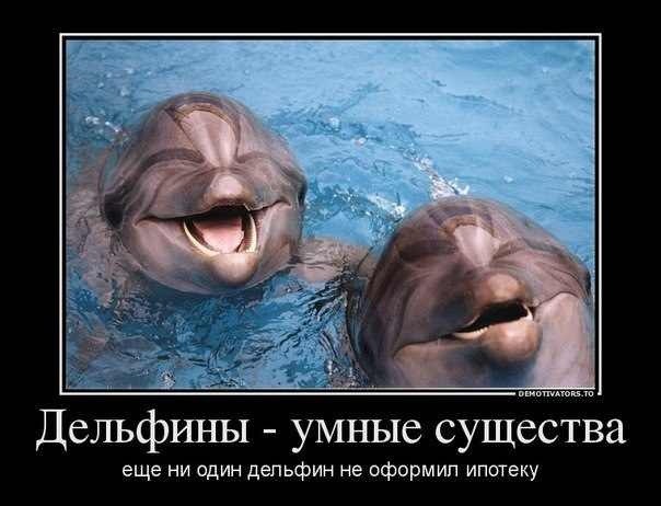 мемы про дельфинов