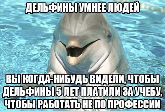 мемы про дельфинов