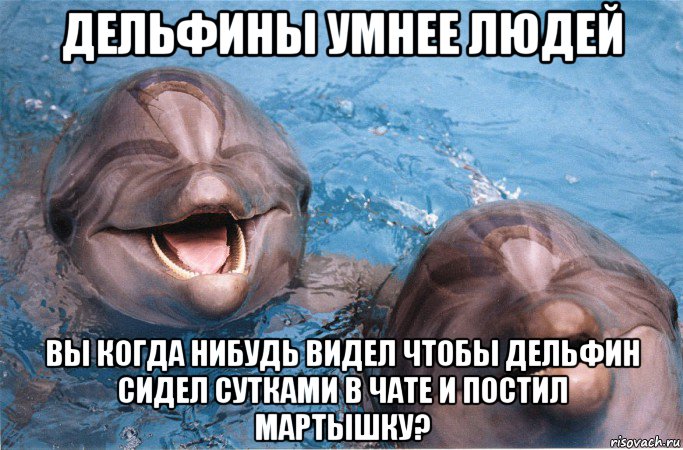 мемы про дельфинов