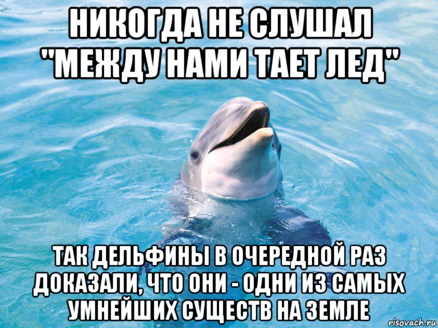 мемы про дельфинов