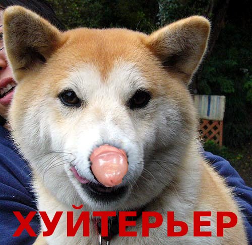 хуйтерьер