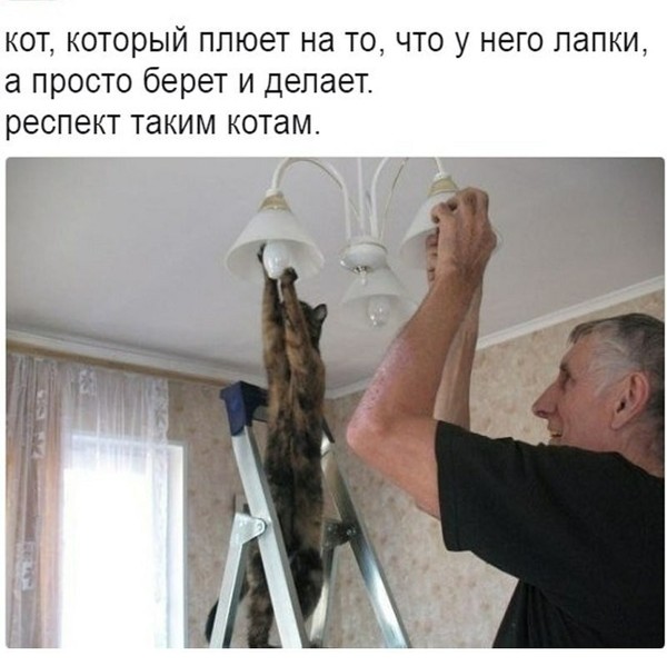 реклама эльдорадо у меня лапки, реклама эльдорадо кот у меня лапки, реклама у меня лапки, у меня лапки видео, у нас лапки, не будет делать у нас лапки, сделай сам у меня лапки, покатай у меня лапки, не могу ничего делать у меня лапки, Не могу у меня лапки, не могу лапки, лапки, мем про лапки, лапки котика, что за мем с лапками котика, что за мем про лапки, откуда взялось не могу у меня лапки, шутки про лапки, что значит не могу у меня лапки, картинки про лапки, шутки про лапки, фраза у меня лапки происхождение, происхождение мема у меня лапки, что значит у меня лапки, почему пишут у меня лапки, почему говорят у меня лапки, почему говорят не могу сделать у меня лапки