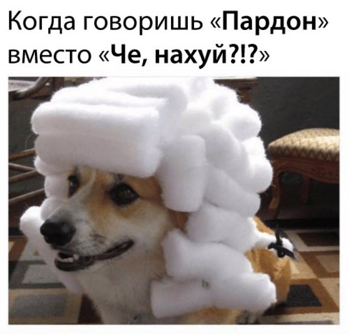 Founding Fathers, Founding Fathers korgi, korgi waring wig, korgi in a wig, Собака в белом парике, собака в парике, корги в парике, корги в белом парике, корги в парике судьи, корги в старом парике, собака в старинном парике, когда сказал пардон вместо извините, мем с собакой, собака в парике мем