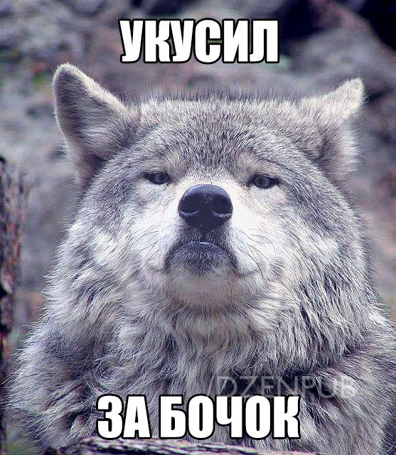 Мем гордый волк, волк на все случаи жизни, волк поднял голову, мем с волком, картинка с волком, волк укусил за бочок, крутой волк мем, мем крутой волк, мем гордый волк, гордый волк мем, мемы с волком, волк мем, мем волк, мемы с волками, волк в очках мем, мем волк на все случаи жизни, волк на все случаи жизни мем, откуда мем с гордым волком, мем гордый волк происхождение