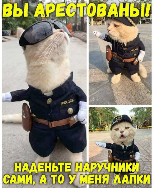 реклама эльдорадо у меня лапки, реклама эльдорадо кот у меня лапки, реклама у меня лапки, у меня лапки видео, у нас лапки, не будет делать у нас лапки, сделай сам у меня лапки, покатай у меня лапки, не могу ничего делать у меня лапки, Не могу у меня лапки, не могу лапки, лапки, мем про лапки, лапки котика, что за мем с лапками котика, что за мем про лапки, откуда взялось не могу у меня лапки, шутки про лапки, что значит не могу у меня лапки, картинки про лапки, шутки про лапки, фраза у меня лапки происхождение, происхождение мема у меня лапки, что значит у меня лапки, почему пишут у меня лапки, почему говорят у меня лапки, почему говорят не могу сделать у меня лапки
