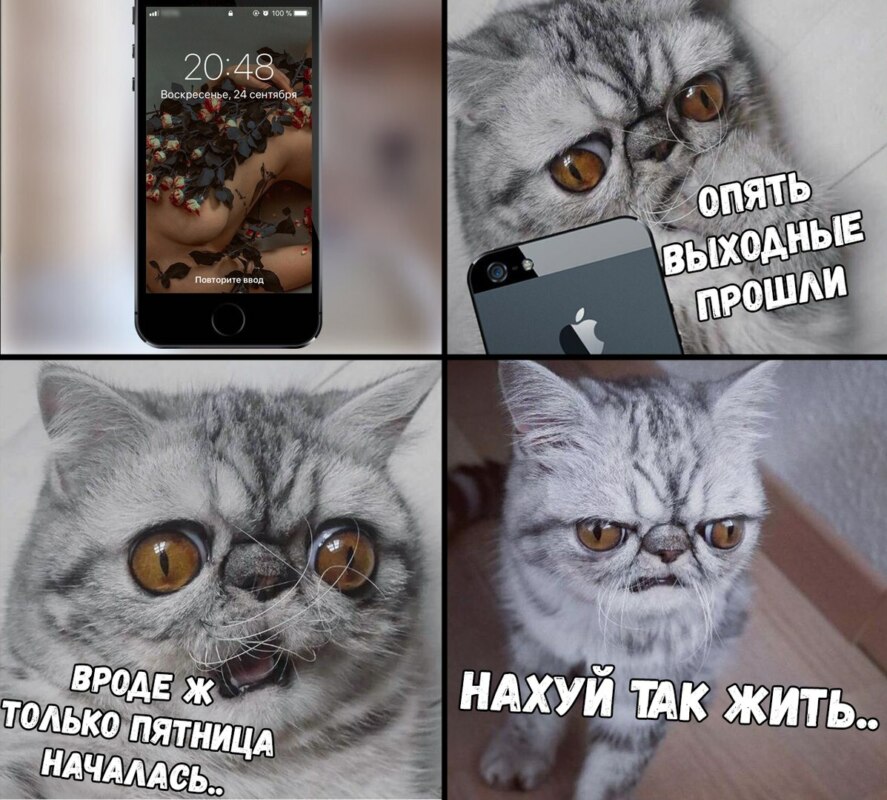 V8Zwnt8lMn4