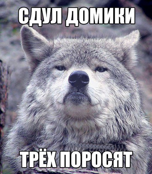 Мем гордый волк, волк на все случаи жизни, волк поднял голову, мем с волком, картинка с волком, волк укусил за бочок, крутой волк мем, мем крутой волк, мем гордый волк, гордый волк мем, мемы с волком, волк мем, мем волк, мемы с волками, волк в очках мем, мем волк на все случаи жизни, волк на все случаи жизни мем, откуда мем с гордым волком, мем гордый волк происхождение