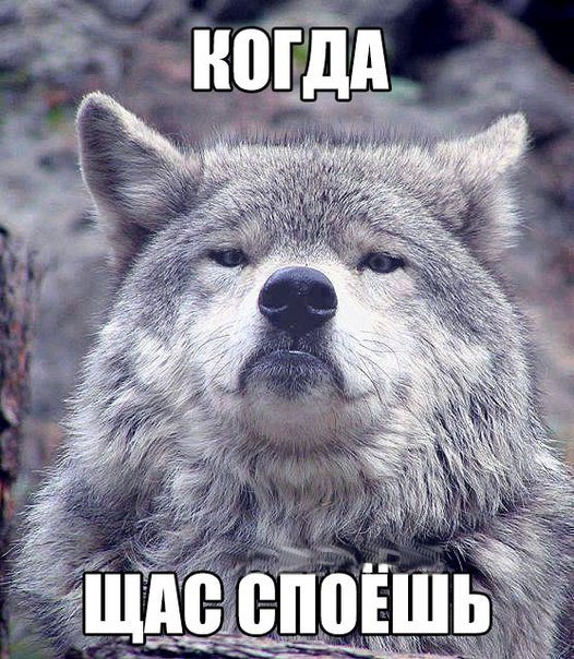Мем гордый волк, волк на все случаи жизни, волк поднял голову, мем с волком, картинка с волком, волк укусил за бочок, крутой волк мем, мем крутой волк, мем гордый волк, гордый волк мем, мемы с волком, волк мем, мем волк, мемы с волками, волк в очках мем, мем волк на все случаи жизни, волк на все случаи жизни мем, откуда мем с гордым волком, мем гордый волк происхождение