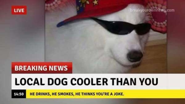 breaking news с животными мем (1)
