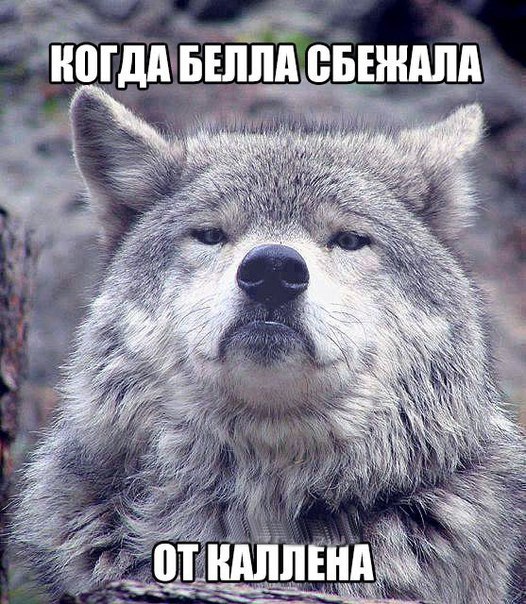 Мем гордый волк, волк на все случаи жизни, волк поднял голову, мем с волком, картинка с волком, волк укусил за бочок, крутой волк мем, мем крутой волк, мем гордый волк, гордый волк мем, мемы с волком, волк мем, мем волк, мемы с волками, волк в очках мем, мем волк на все случаи жизни, волк на все случаи жизни мем, откуда мем с гордым волком, мем гордый волк происхождение