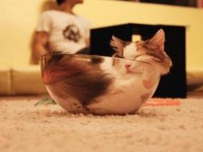 шнобелевка, шнобелевская премия 2017, коты это жидкость, кошки это жидкость, жидкие коты, мемы с котиками, мемы с котами, не ешь подумай, не еш подумой, почему коты это жидкость, смешные коты, коты в вазах и банках