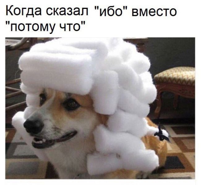 Founding Fathers, Founding Fathers korgi, korgi waring wig, korgi in a wig, Собака в белом парике, собака в парике, корги в парике, корги в белом парике, корги в парике судьи, корги в старом парике, собака в старинном парике, когда сказал пардон вместо извините, мем с собакой, собака в парике мем
