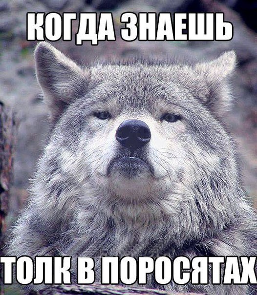 Мем гордый волк, волк на все случаи жизни, волк поднял голову, мем с волком, картинка с волком, волк укусил за бочок, крутой волк мем, мем крутой волк, мем гордый волк, гордый волк мем, мемы с волком, волк мем, мем волк, мемы с волками, волк в очках мем, мем волк на все случаи жизни, волк на все случаи жизни мем, откуда мем с гордым волком, мем гордый волк происхождение
