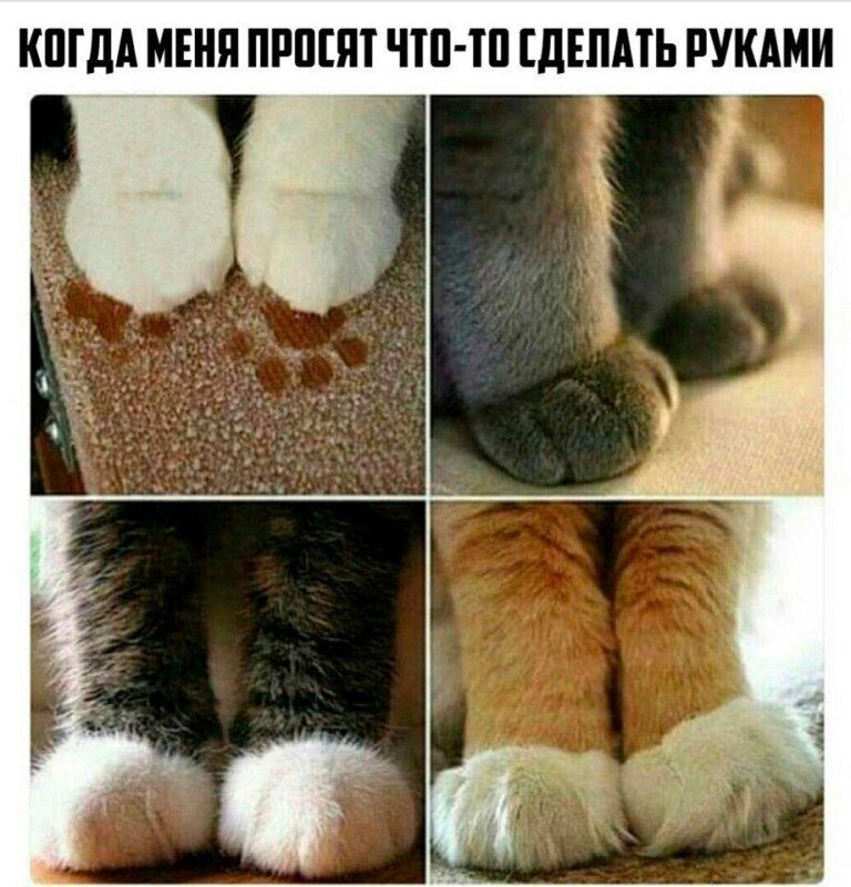 реклама эльдорадо у меня лапки, реклама эльдорадо кот у меня лапки, реклама у меня лапки, у меня лапки видео, у нас лапки, не будет делать у нас лапки, сделай сам у меня лапки, покатай у меня лапки, не могу ничего делать у меня лапки, Не могу у меня лапки, не могу лапки, лапки, мем про лапки, лапки котика, что за мем с лапками котика, что за мем про лапки, откуда взялось не могу у меня лапки, шутки про лапки, что значит не могу у меня лапки, картинки про лапки, шутки про лапки, фраза у меня лапки происхождение, происхождение мема у меня лапки, что значит у меня лапки, почему пишут у меня лапки, почему говорят у меня лапки, почему говорят не могу сделать у меня лапки