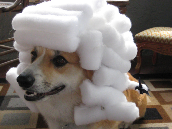 Founding Fathers, Founding Fathers korgi, korgi waring wig, korgi in a wig, Собака в белом парике, собака в парике, корги в парике, корги в белом парике, корги в парике судьи, корги в старом парике, собака в старинном парике, когда сказал пардон вместо извините, мем с собакой, собака в парике мем