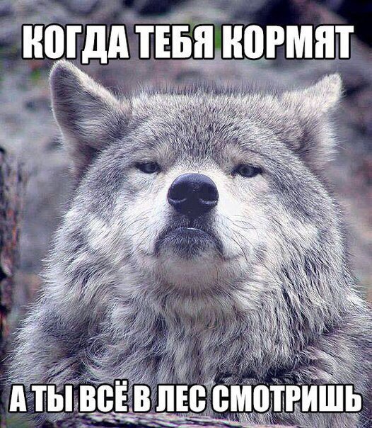Мем гордый волк, волк на все случаи жизни, волк поднял голову, мем с волком, картинка с волком, волк укусил за бочок, крутой волк мем, мем крутой волк, мем гордый волк, гордый волк мем, мемы с волком, волк мем, мем волк, мемы с волками, волк в очках мем, мем волк на все случаи жизни, волк на все случаи жизни мем, откуда мем с гордым волком, мем гордый волк происхождение