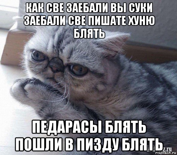 кот как же вы заебали