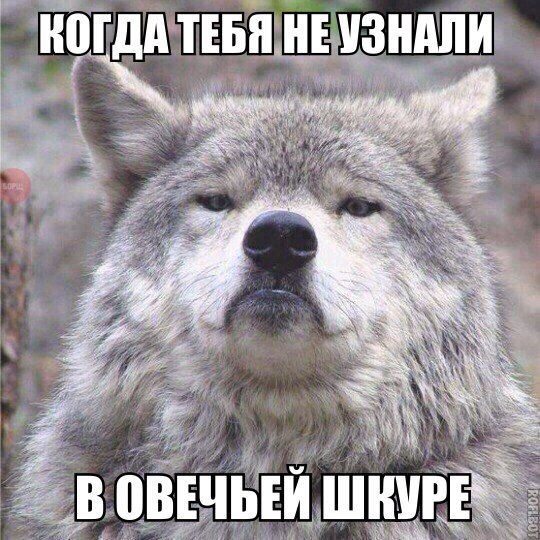 Мем гордый волк, волк на все случаи жизни, волк поднял голову, мем с волком, картинка с волком, волк укусил за бочок, крутой волк мем, мем крутой волк, мем гордый волк, гордый волк мем, мемы с волком, волк мем, мем волк, мемы с волками, волк в очках мем, мем волк на все случаи жизни, волк на все случаи жизни мем, откуда мем с гордым волком, мем гордый волк происхождение
