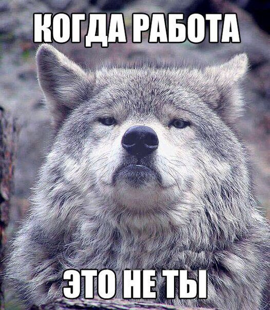 Мем гордый волк, волк на все случаи жизни, волк поднял голову, мем с волком, картинка с волком, волк укусил за бочок, крутой волк мем, мем крутой волк, мем гордый волк, гордый волк мем, мемы с волком, волк мем, мем волк, мемы с волками, волк в очках мем, мем волк на все случаи жизни, волк на все случаи жизни мем, откуда мем с гордым волком, мем гордый волк происхождение