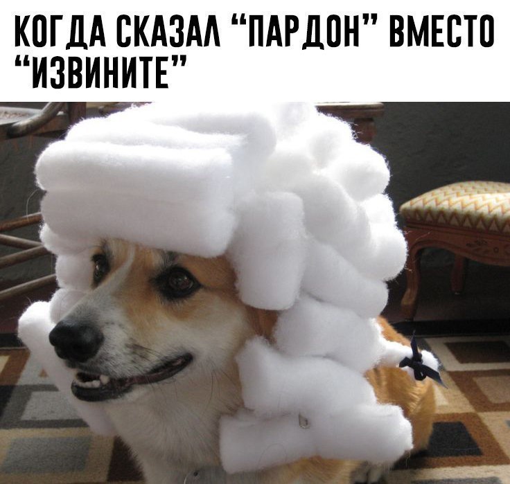 Founding Fathers, Founding Fathers korgi, korgi waring wig, korgi in a wig, Собака в белом парике, собака в парике, корги в парике, корги в белом парике, корги в парике судьи, корги в старом парике, собака в старинном парике, когда сказал пардон вместо извините, мем с собакой, собака в парике мем
