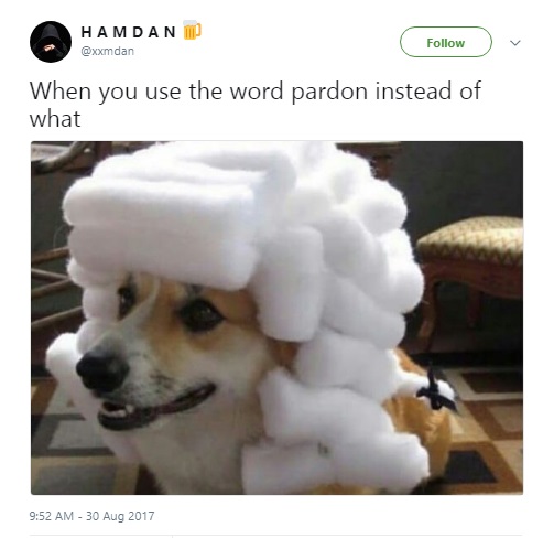 Founding Fathers, Founding Fathers korgi, korgi waring wig, korgi in a wig, Собака в белом парике, собака в парике, корги в парике, корги в белом парике, корги в парике судьи, корги в старом парике, собака в старинном парике, когда сказал пардон вместо извините, мем с собакой, собака в парике мем
