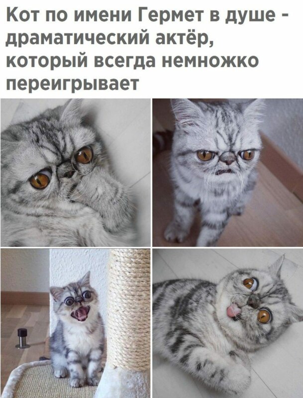 кот гермет