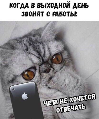 кот кусает лапку мем (2)