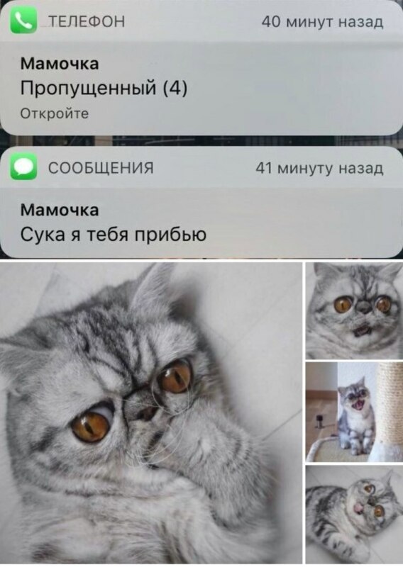 кот кусает лапку мем (3)