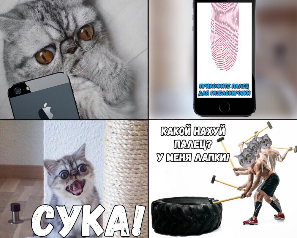 кот с лапкой мем