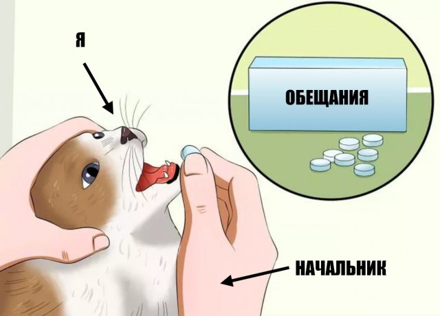 кот с таблетками мем (4)