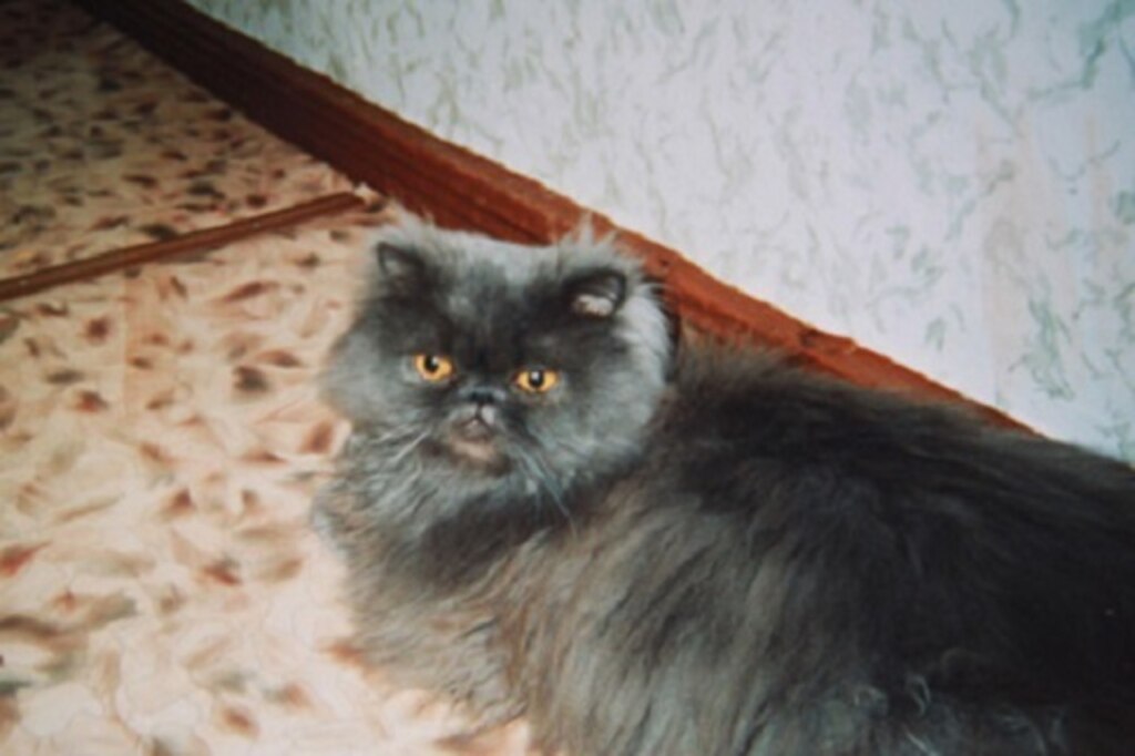 кот яшка