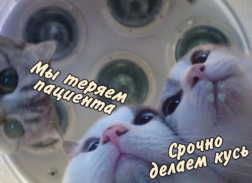 что такое кусь, кусь, кусь-кусь, кусь кусь, сделать кусь, мем кусь, сделать кусь мем, кусь картинки, кусь мемы, что значит кусь, значение слова кусь, кусь сленг, почему говорят кусь, когда говорят кусь, кто придумал кусь, откуда пошло кусь, кусь котики, котик кусь, кусь аниме, аниме кусь