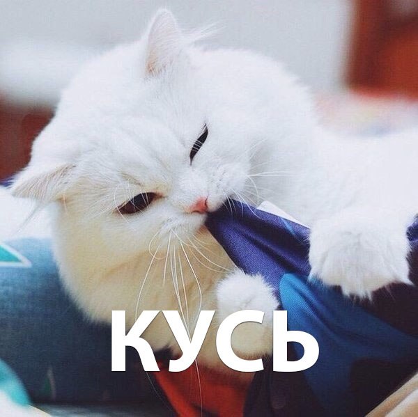 что такое кусь, кусь, кусь-кусь, кусь кусь, сделать кусь, мем кусь, сделать кусь мем, кусь картинки, кусь мемы, что значит кусь, значение слова кусь, кусь сленг, почему говорят кусь, когда говорят кусь, кто придумал кусь, откуда пошло кусь, кусь котики, котик кусь, кусь аниме, аниме кусь