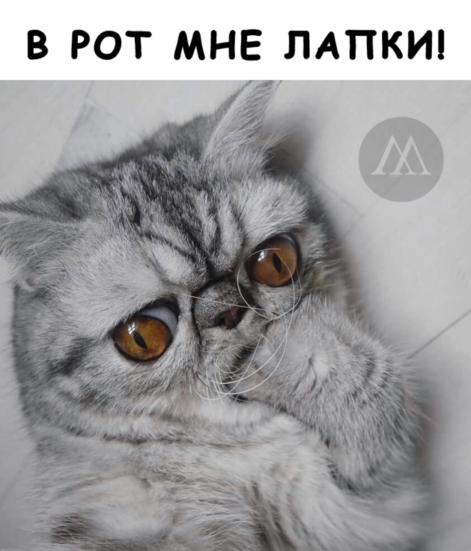 лапки