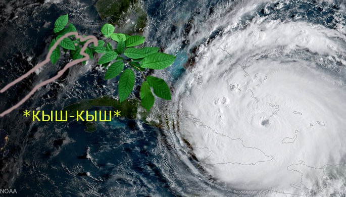кыш-кыш, кыш-кыш фотожабы, мемы кыш-кыш, дроздов кыш-кыш, дроздов про лося, лось и дроздов, лось в москве 15 сентября, лось в выхино, лось в выхино 15 сентября, дроздов про лося, дроздов николай, николай дроздов, фотожабы, смешные фотожабы
