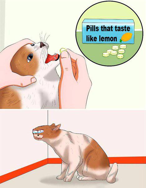 мем таблетки для кота
