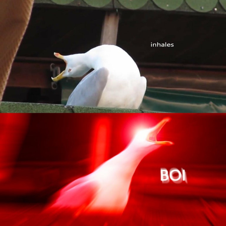 мем чайка кричит (4)