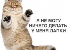 реклама эльдорадо у меня лапки, реклама эльдорадо кот у меня лапки, реклама у меня лапки, у меня лапки видео, у нас лапки, не будет делать у нас лапки, сделай сам у меня лапки, покатай у меня лапки, не могу ничего делать у меня лапки, Не могу у меня лапки, не могу лапки, лапки, мем про лапки, лапки котика, что за мем с лапками котика, что за мем про лапки, откуда взялось не могу у меня лапки, шутки про лапки, что значит не могу у меня лапки, картинки про лапки, шутки про лапки, фраза у меня лапки происхождение, происхождение мема у меня лапки, что значит у меня лапки, почему пишут у меня лапки, почему говорят у меня лапки, почему говорят не могу сделать у меня лапки