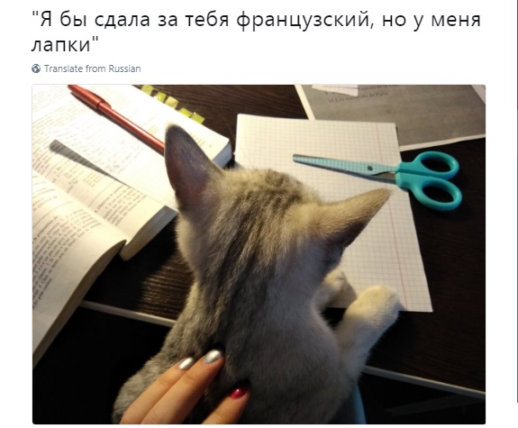 реклама эльдорадо у меня лапки, реклама эльдорадо кот у меня лапки, реклама у меня лапки, у меня лапки видео, у нас лапки, не будет делать у нас лапки, сделай сам у меня лапки, покатай у меня лапки, не могу ничего делать у меня лапки, Не могу у меня лапки, не могу лапки, лапки, мем про лапки, лапки котика, что за мем с лапками котика, что за мем про лапки, откуда взялось не могу у меня лапки, шутки про лапки, что значит не могу у меня лапки, картинки про лапки, шутки про лапки, фраза у меня лапки происхождение, происхождение мема у меня лапки, что значит у меня лапки, почему пишут у меня лапки, почему говорят у меня лапки, почему говорят не могу сделать у меня лапки